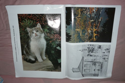 Junge katze heidelberger - junge, +